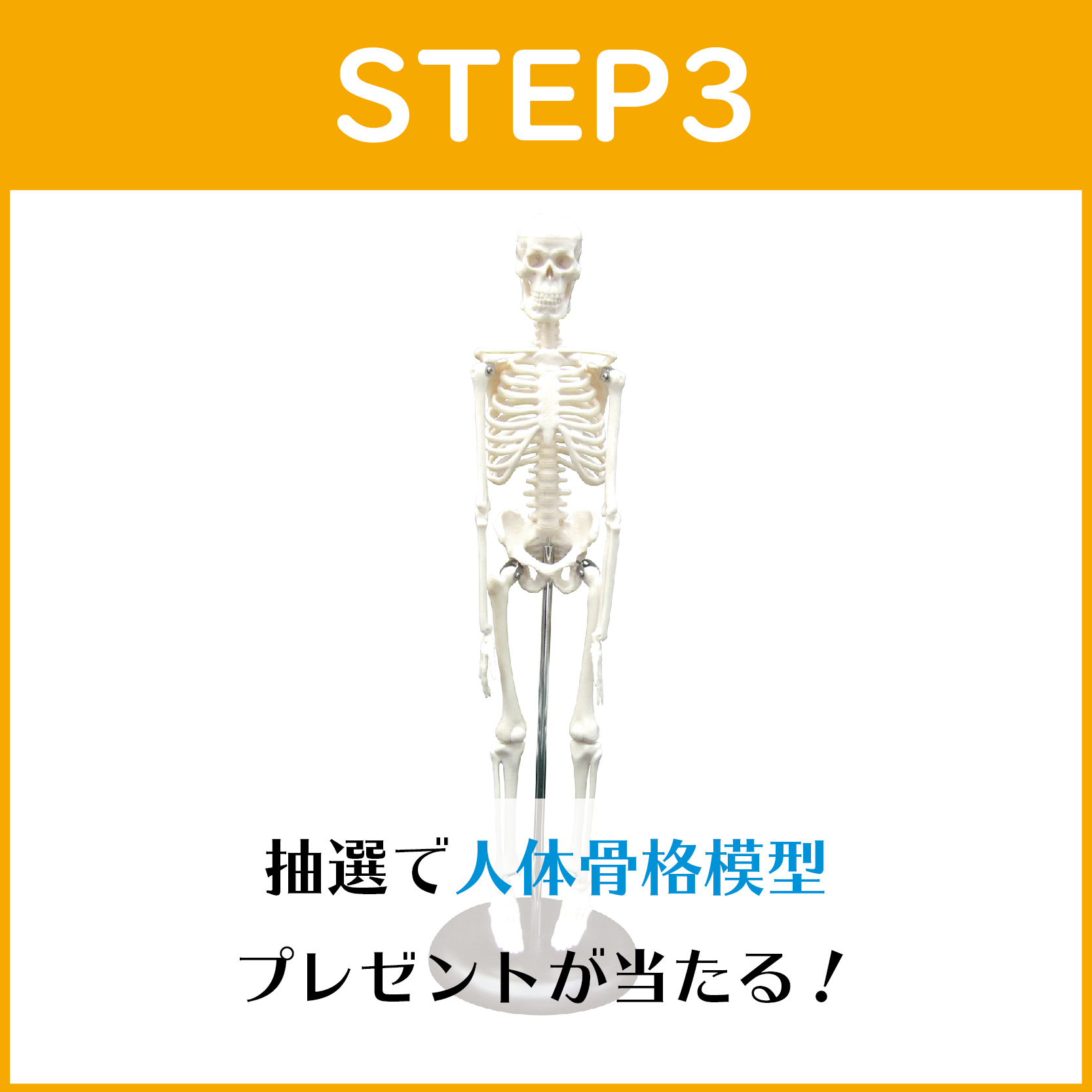 STEP3:2名様に人体骨格模型が当たる！